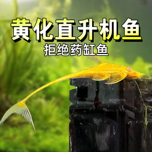 黄化直升机异型观赏鱼热带观赏鱼除藻吃苔清洁热带底栖鱼