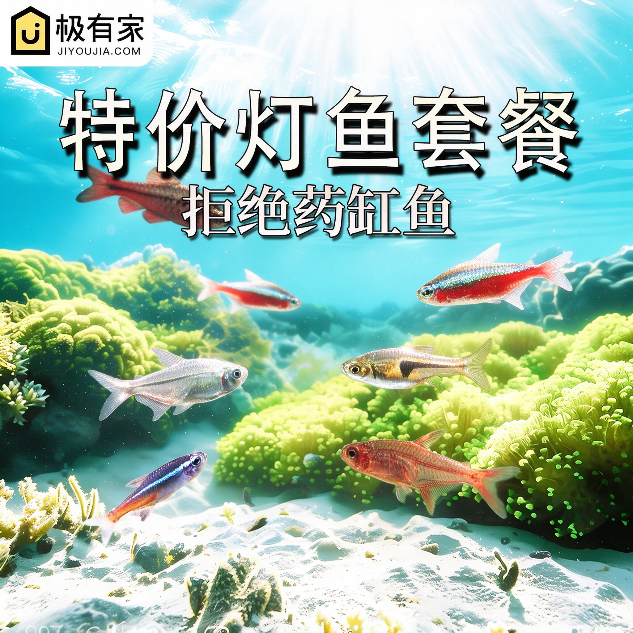 灯科鱼观赏鱼宝莲灯鱼红绿灯鱼黑尾大勾喷火灯红鼻剪刀多彩淡水鱼