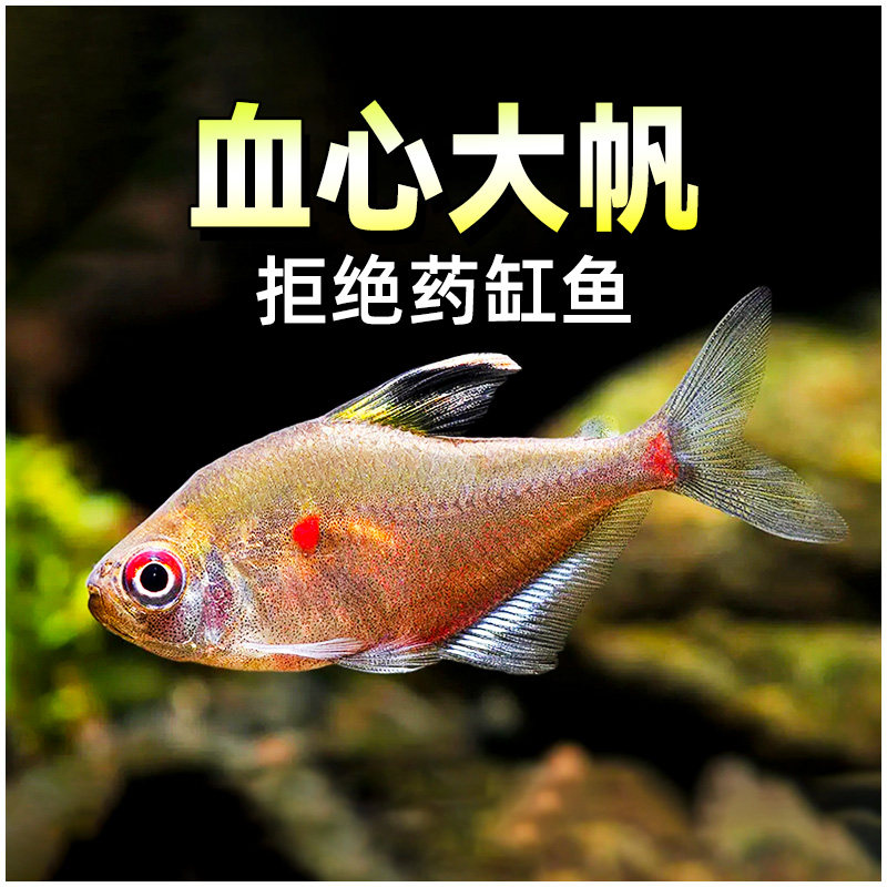 血心大帆灯中高端热带鱼