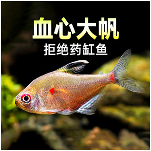 彩虹帝王灯鱼血心大帆灯中高端热带鱼观赏鱼淡水鱼草缸小型鱼活体