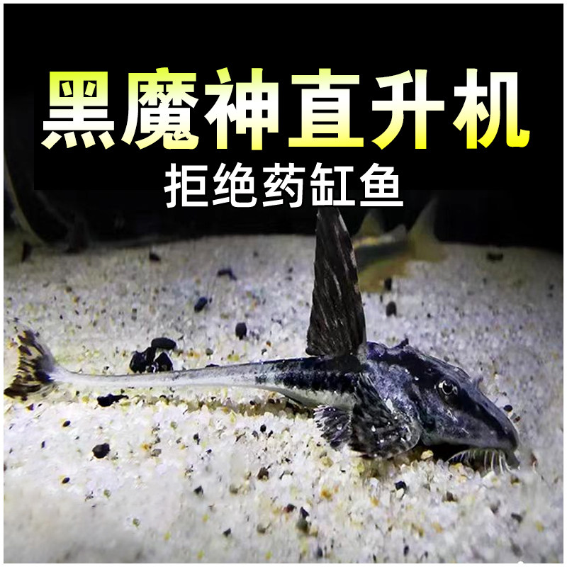 黑魔神直升机鱼清洁除藻工具鱼南美工具异形鱼底栖鱼热带观赏鱼