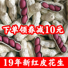 生花生带壳优质四粒新鲜 红皮花生种子高产籽衣种植带壳生5斤新货