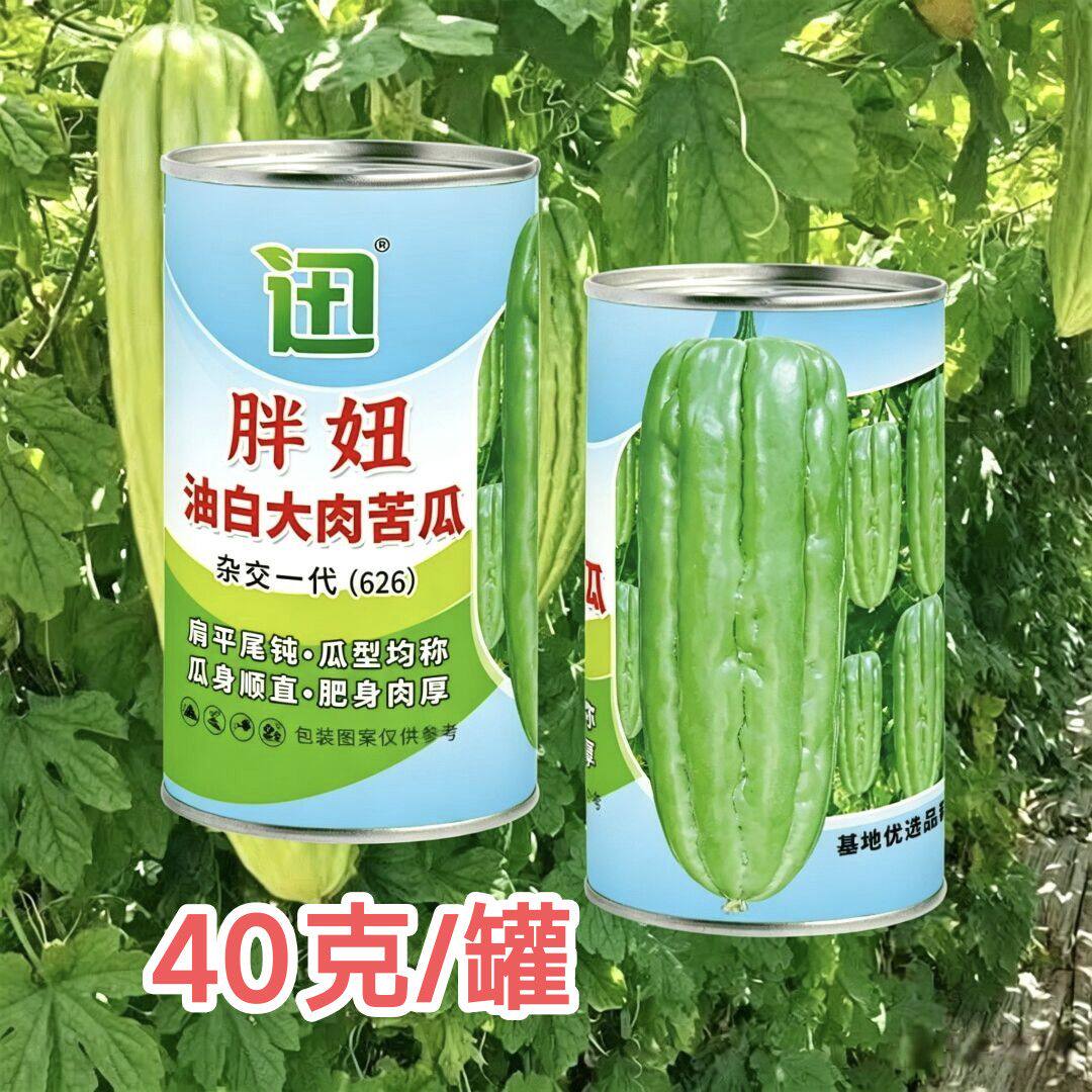 胖妞油白大肉苦瓜种子杂交一代高家庭园艺种子