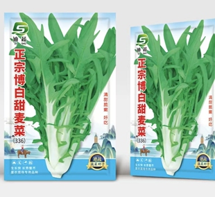 博白麦菜种子336正宗博白甜麦菜小包装蔬菜种子