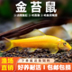 金苔鼠观赏鱼清道夫除藻工具清洁粪便清垃圾鱼老鼠鱼热带观赏鱼