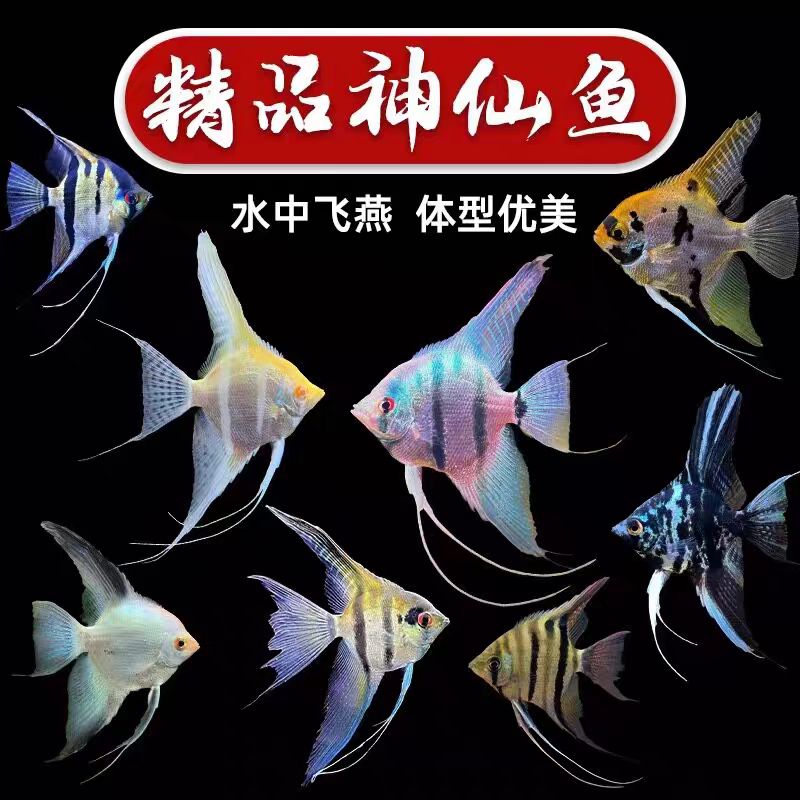 神仙鱼活体燕鱼秘鲁三色热带观赏鱼小型淡水好养墨燕七彩神仙鱼苗