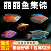 血丽丽五彩草莓丽丽草缸热带淡水鱼新手招财鱼宠物好养易活观赏鱼