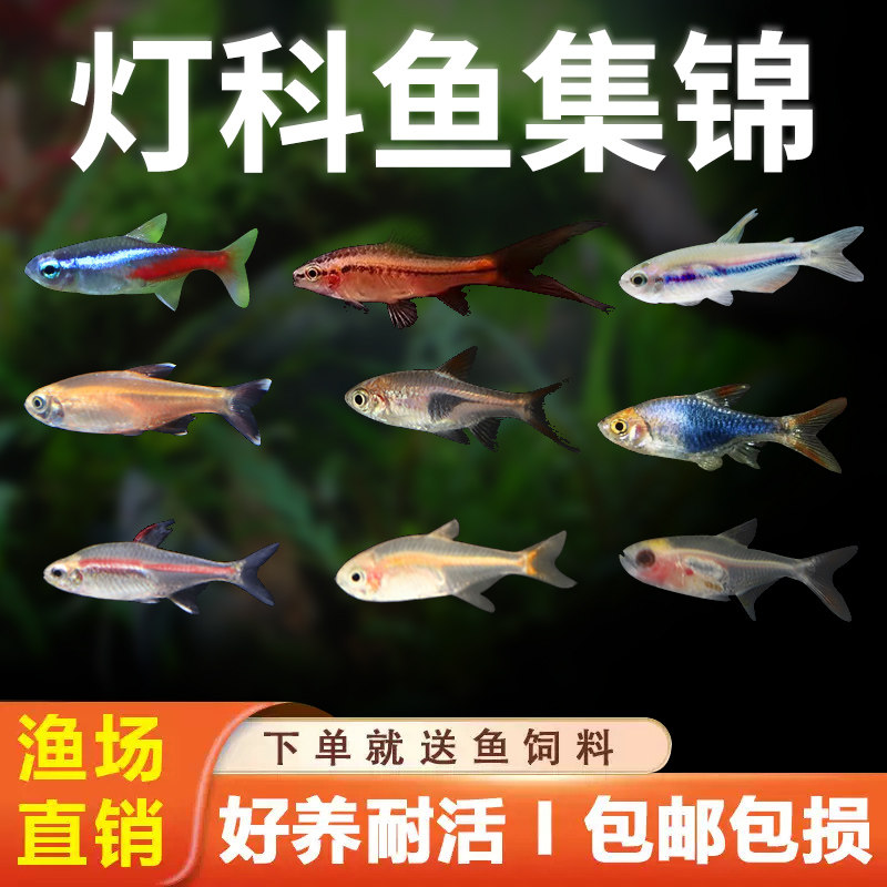 红绿灯热带鱼观赏鱼灯科鱼活体斑马鱼宝莲灯神仙鱼天使鱼群游包邮