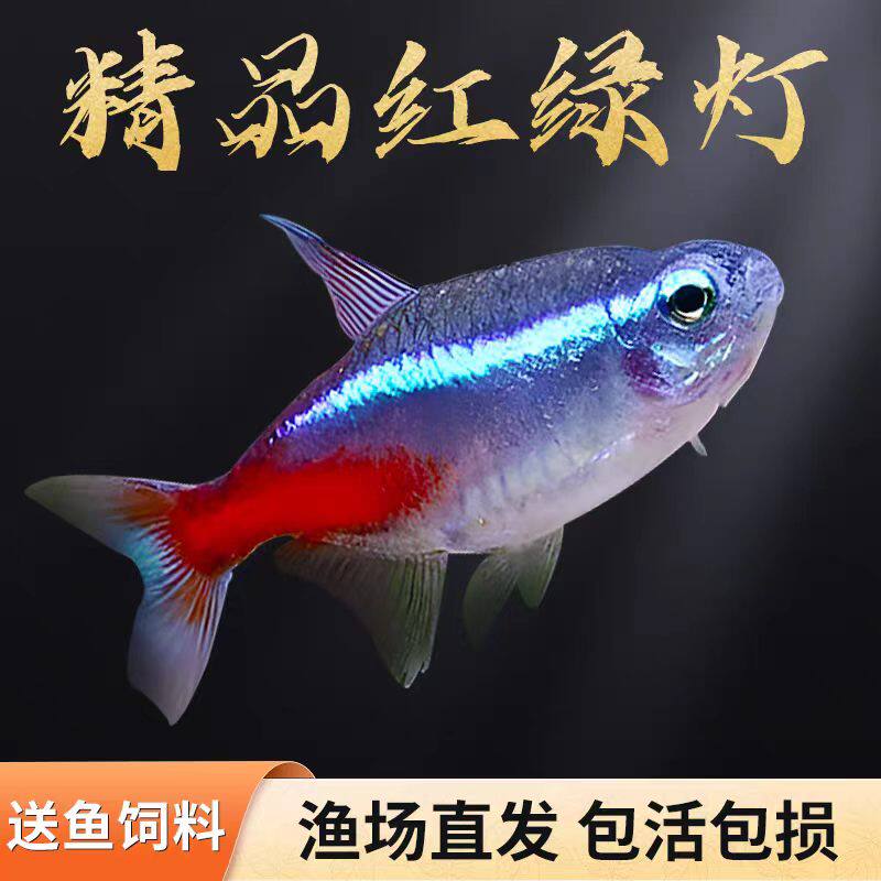 红绿灯观赏鱼小型热带灯科鱼宝莲灯淡水鱼草缸群游鱼活体鱼孔雀鱼