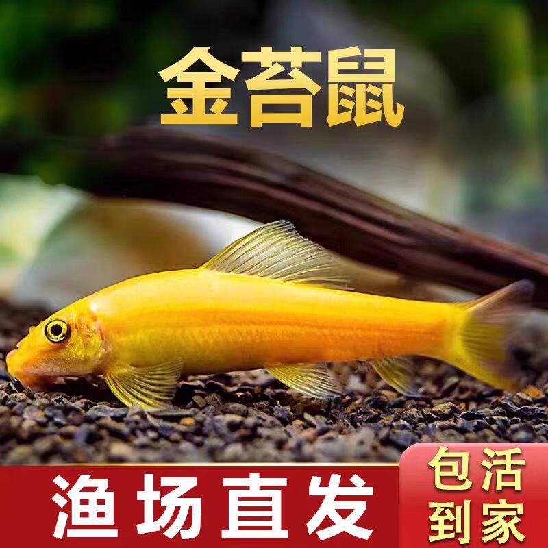 清道夫鱼观赏鱼活体金苔鼠鱼缸清洁除藻工具淡水好养老鼠鱼金苔鼠