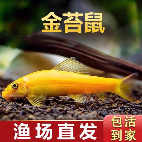 金苔鼠清道夫除藻淡水热带观赏鱼
