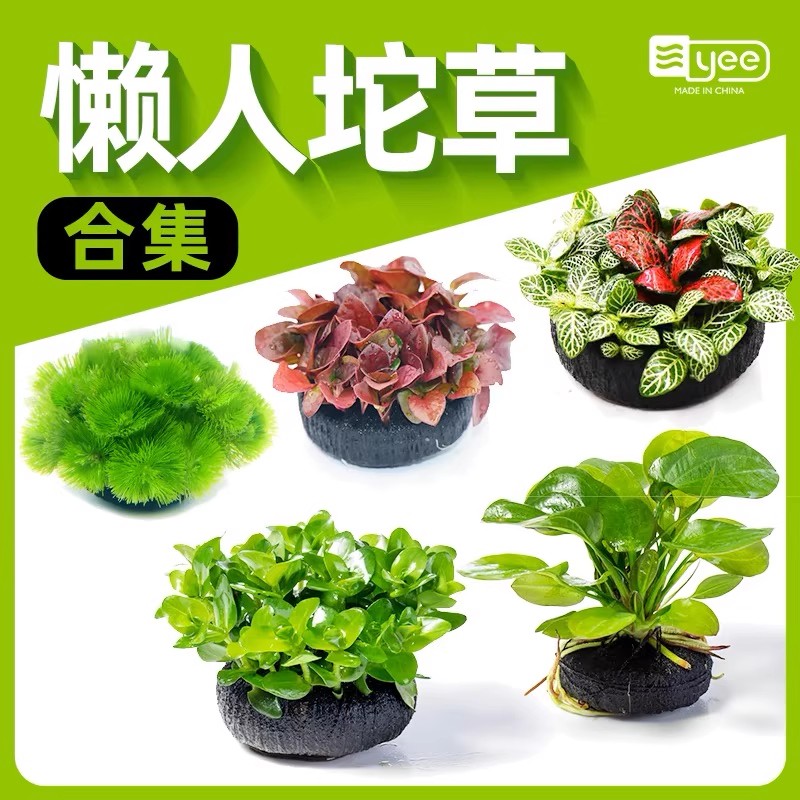 鱼缸新手懒人水草造景趴地植物