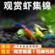 观赏虾黑壳虾清洁除藻工具樱花虾水晶虾草缸除藻虾极火虾大和藻虾