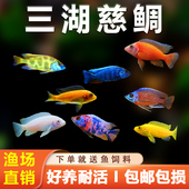三湖慈鲷鱼黑线王子活体中小型耐养易活热带观赏鱼淡水鱼马雕短鲷