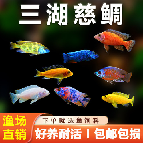 热带三湖慈鲷观赏鱼包活淡水