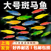 大号斑马鱼热带观赏鱼孔雀鱼灯科红绿灯鱼小型活鱼淡水好养练手鱼