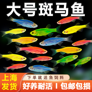 大号斑马鱼热带观赏鱼孔雀鱼灯科红绿灯鱼小型活鱼淡水好养练手鱼