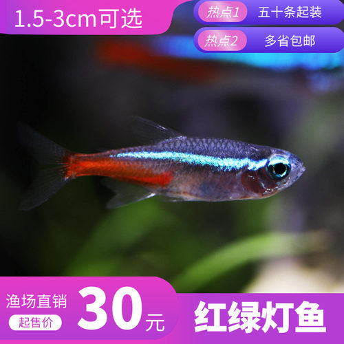红绿灯鱼活体热带观赏鱼小型淡水鱼苗新手斑马孔雀鱼群游草缸汐灵 - 封面