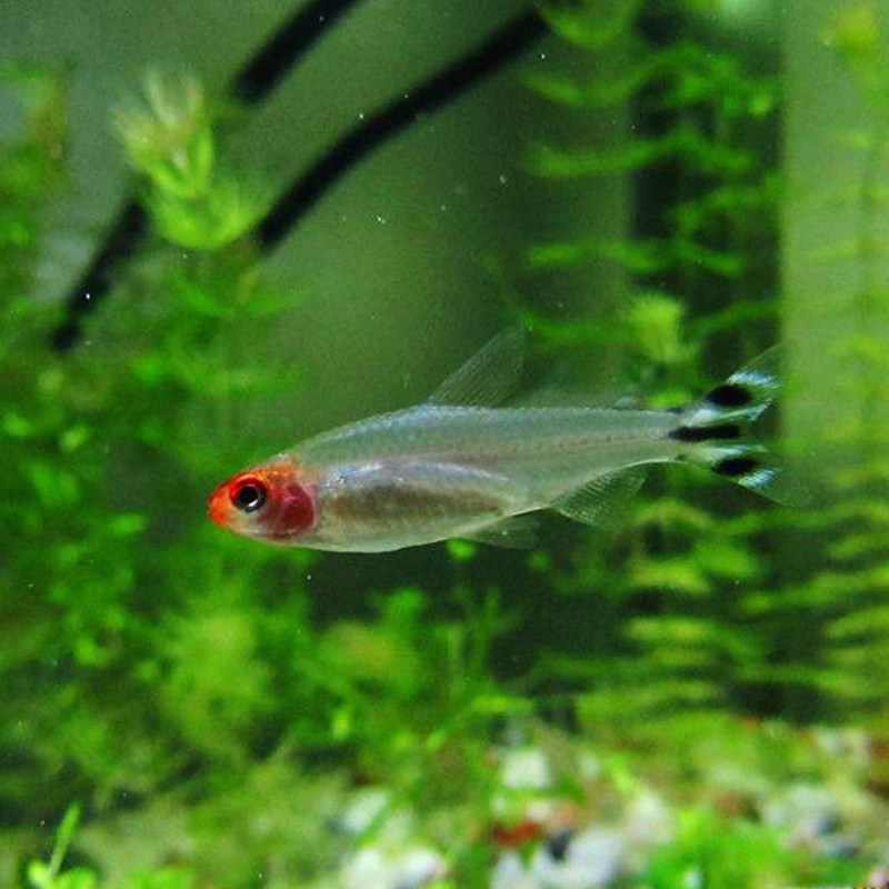 群游红鼻剪刀鱼活体草缸热带观赏淡水黑尾大勾灯科小型红肚红绿灯