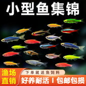 热带观赏鱼好养红绿灯斑马天使多彩鱼苗孔雀清洁鱼灯科鱼耐活群游
