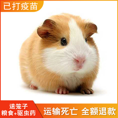 已打疫苗宠物豚鼠荷兰猪活物