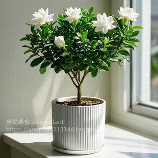 栀子花盆栽大苗带花苞浓香四季 好养开花植物室内阳台庭院耐热花卉