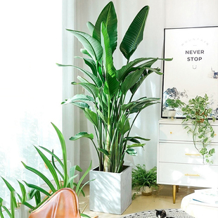 网红天堂鸟盆栽室内大型植物鹤望兰客厅落地办公室大盆栽真绿植