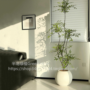 南天竹大型盆栽南天竺老桩绿植室内客厅植物禅意真树庭院造景日式