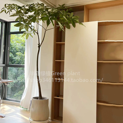 原生发财树大型观叶绿植室内好养