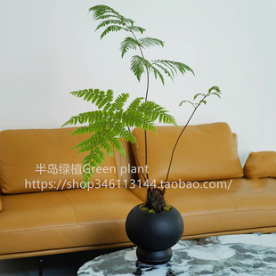 红磷蕨办公室内客厅植物一叶蕨类室内耐阴新中式 禅意盆景观叶绿植