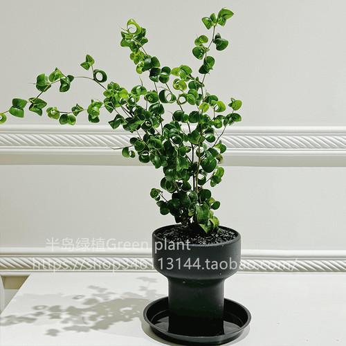 卷叶榕植物耐阴好养易打理