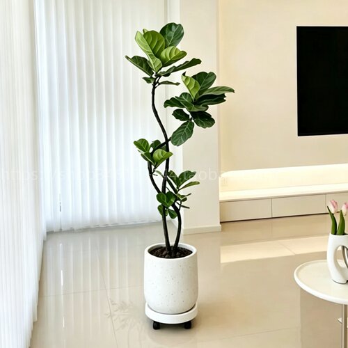 琴叶榕室内盆栽旺宅易活四季好养