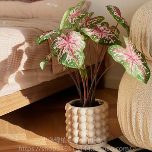 粉红豹彩叶芋盆栽ins网红绿植阳台客厅办公室内植物卧室桌面好养