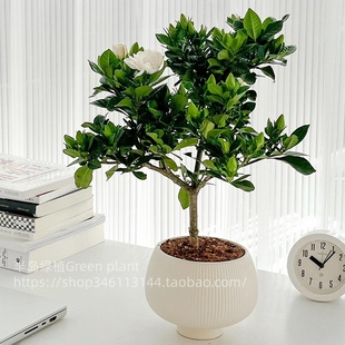 栀子花盆栽花卉植物室内季 节开花带花苞阳台绿植浓香型大树苗好养