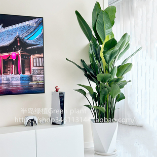 天堂鸟盆栽室内客厅大型绿植办公室大叶植物花卉鹤望兰大叶盆栽