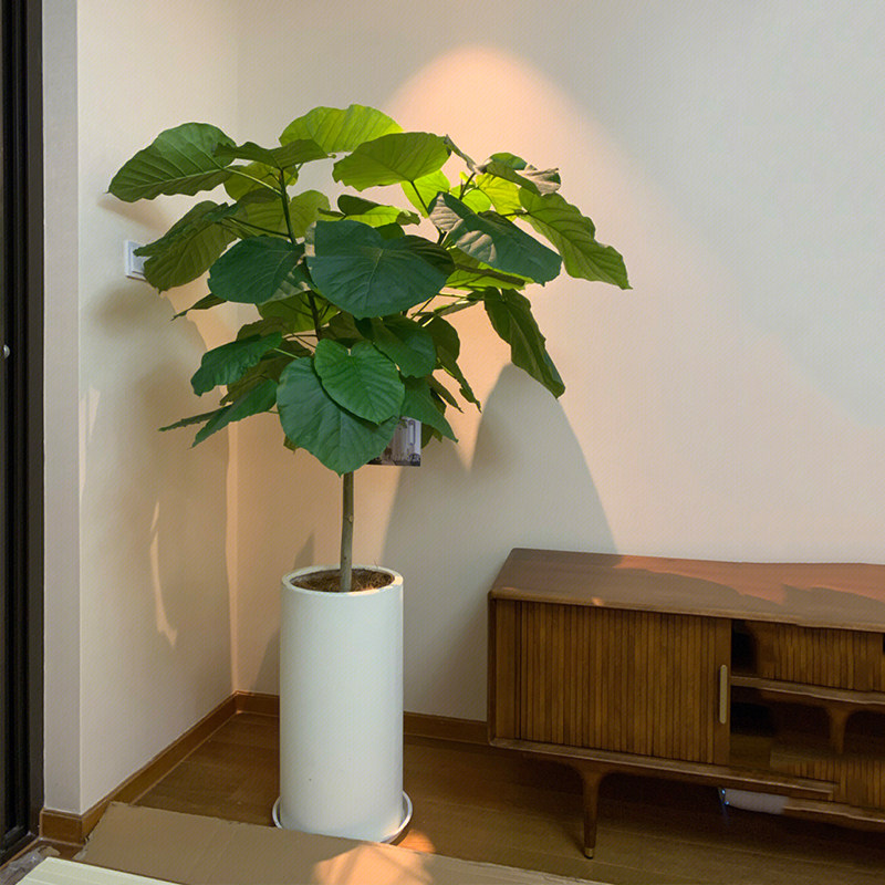 爱心榕伞榕心叶榕棒棒糖室内客厅办公室内四季植物叶绿植物盆栽,鲜花速递/花卉仿真/绿植园艺,大型绿植/成品组合盆栽,淘宝优惠券,粉丝福利购,淘宝优惠卷