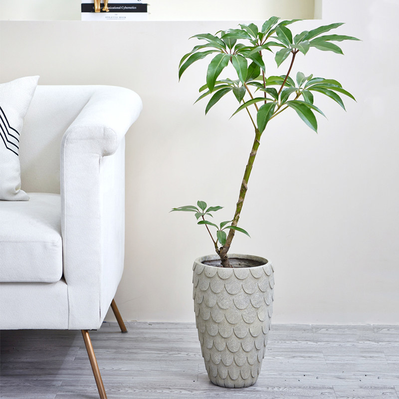 日本大叶伞保罗盆栽造型观叶植物室内客厅净化空气北欧风网红绿植