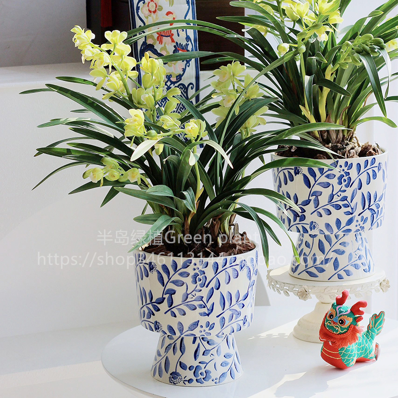 名贵兰花盆栽带花苞建兰系列室内阳台绿植浓香型花卉四季好养绿植