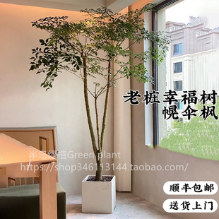 幌伞枫原生老桩大幸福树大型盆栽室内客厅绿植办公室植物庭院盆景