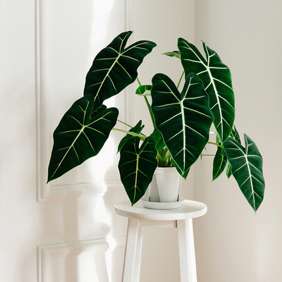 绿天鹅海芋室内护养净化空气