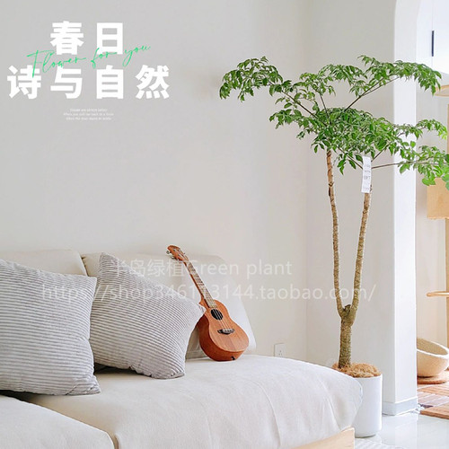 幸福树大型植物室内护养