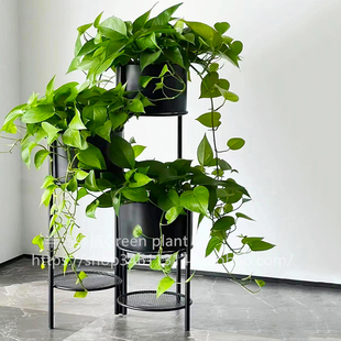 绿萝盆栽室内客厅植物垂吊绿植办公室花卉水培北欧桌面长藤绿箩