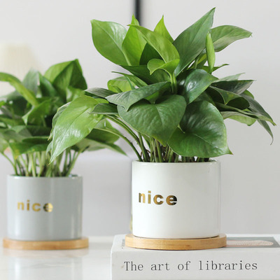 绿萝创意办公室桌面小盆栽