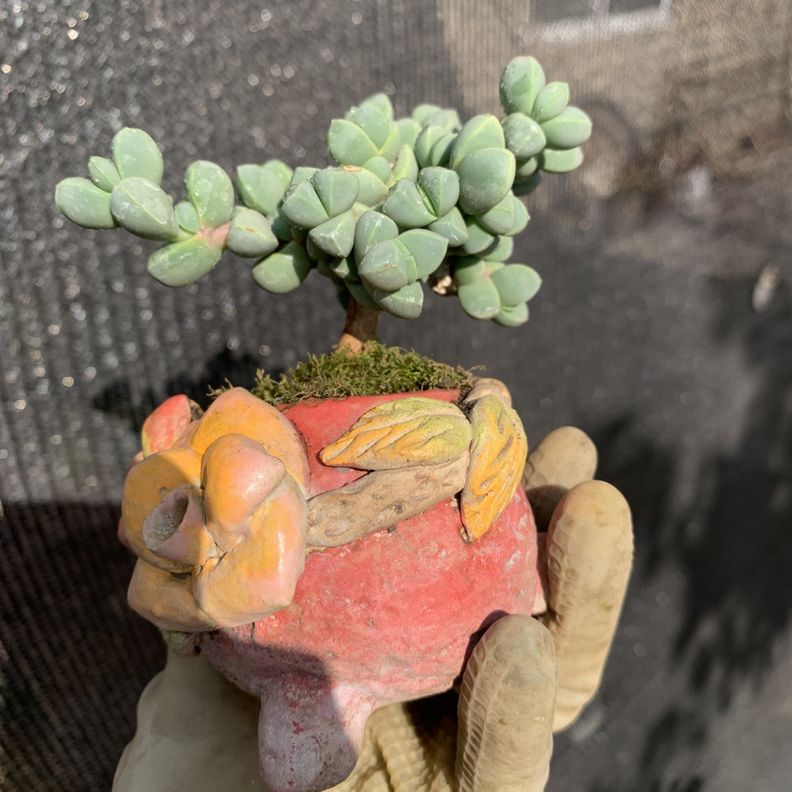 多肉植物 鹿角海棠   老桩多头 实物拍摄  一物一拍带盆价格包邮