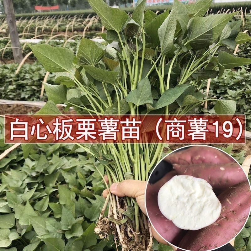 红薯秧苗蜜薯黄心红心白心西瓜红苗高产紫薯板栗红薯苗现货现发
