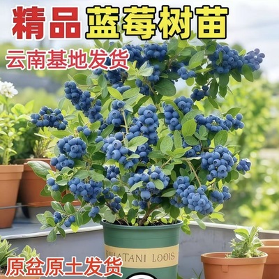 蓝莓树果F6品种苗带果蓝莓苗盆栽树当年结果南北方种植