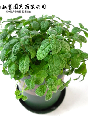 凤梨薄荷 薄荷盆栽 芳香植物 泡茶薄荷 Scotch Spearmint