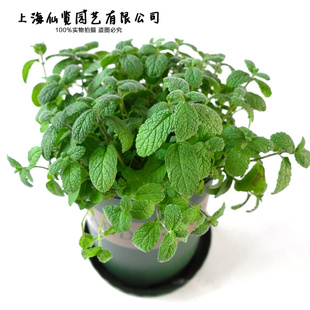 凤梨薄荷 薄荷盆栽 芳香植物 泡茶薄荷 Scotch Spearmint