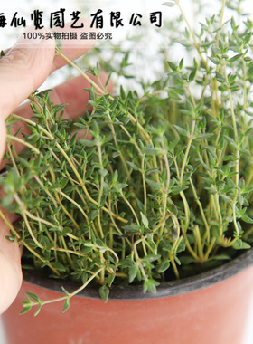 法国百里香 细叶百里香 阔叶百里香盆栽 芳香植物 香草料理花卉
