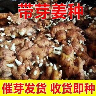 已催芽姜种四川带芽小黄姜生姜种仔姜老姜姜苗种植苗1斤/2斤包邮